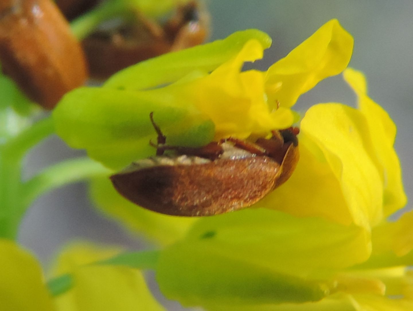 Byturus ochraceus (Byturidae)