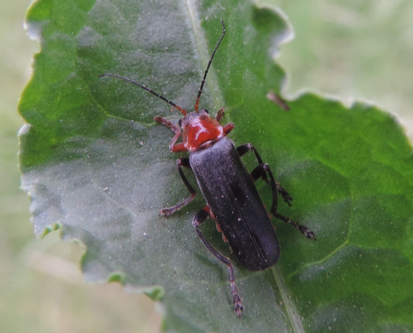 Quale Cantharis? C. livida.