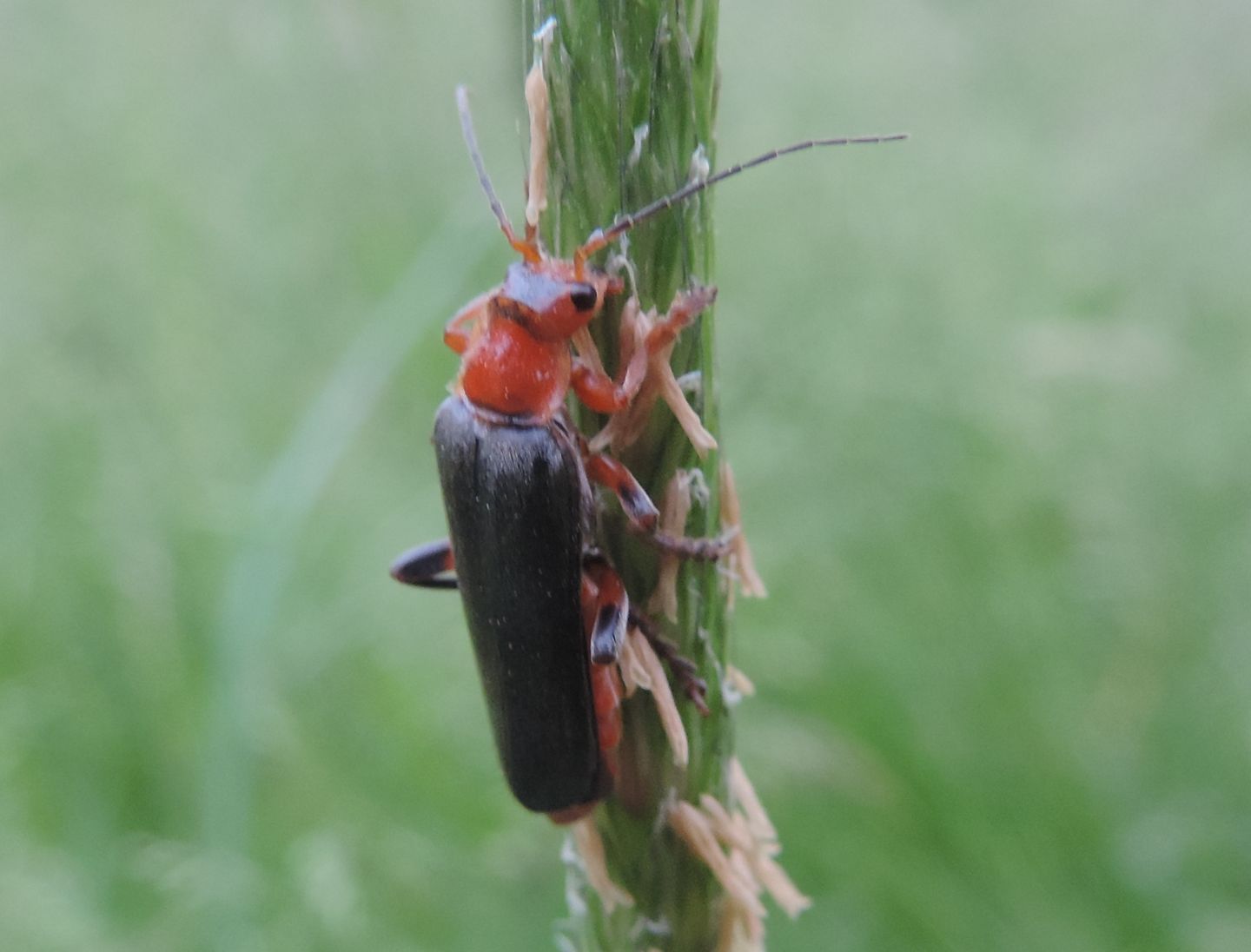 Quale Cantharis? C. livida.