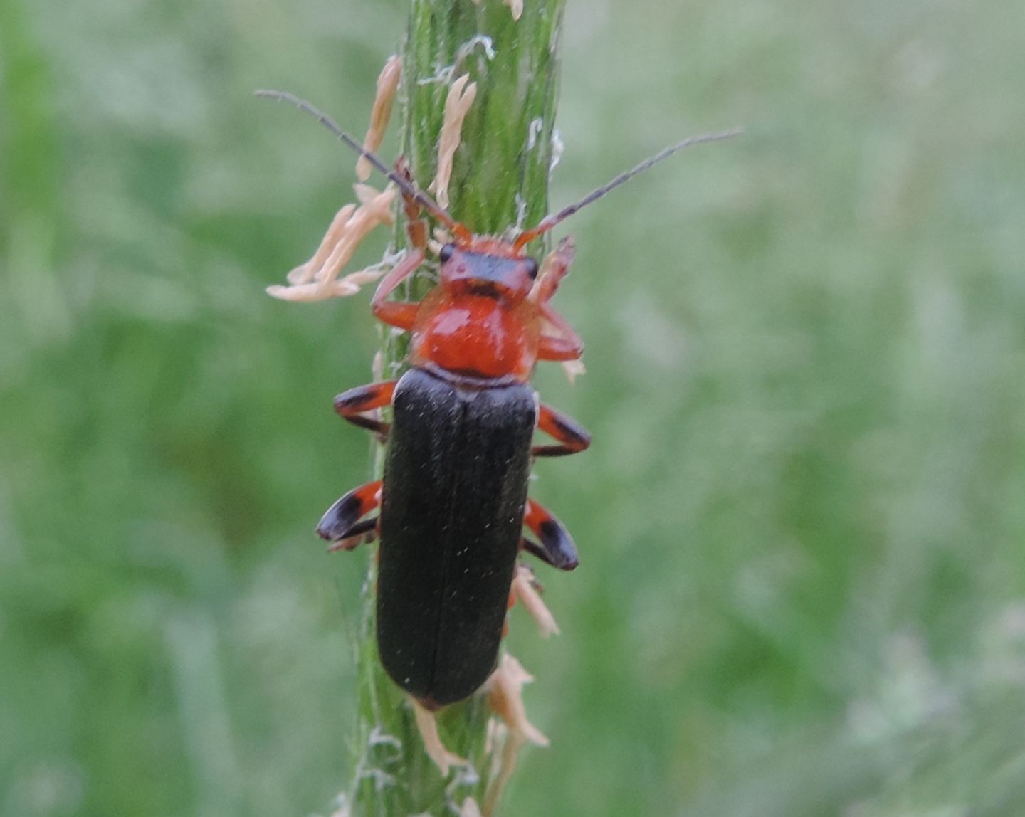 Quale Cantharis? C. livida.