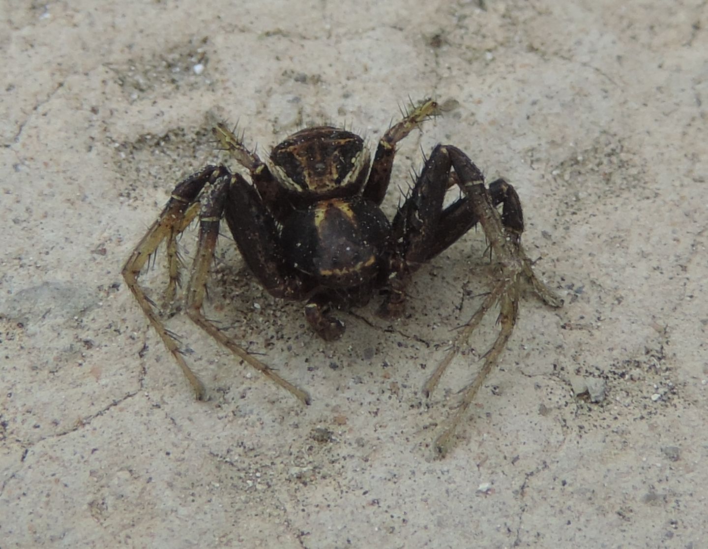 Tmarus? No. Maschio di Xysticus sp. - Magliano Alfieri (CN)