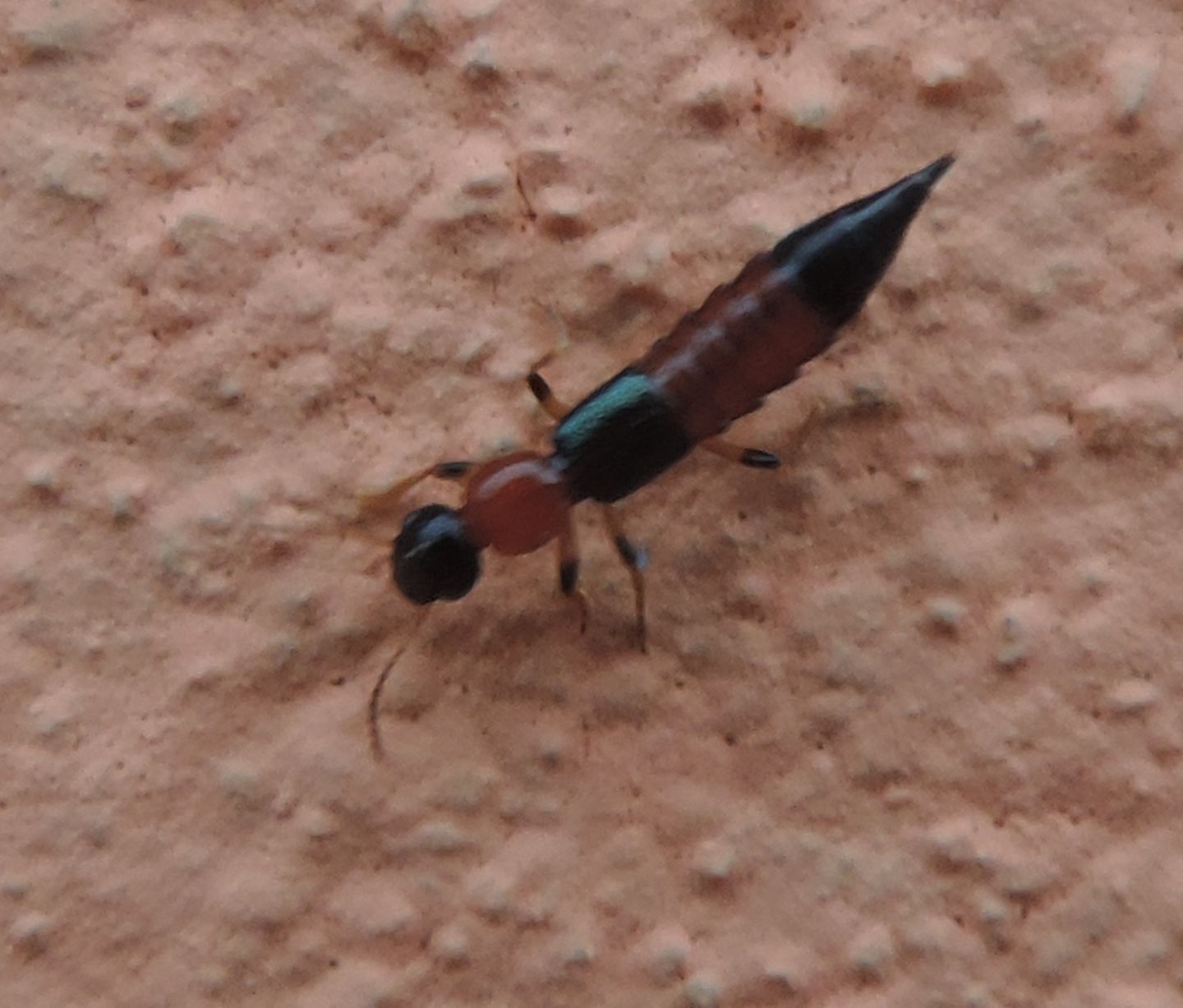 Paederus littoralis, Staphylinidae