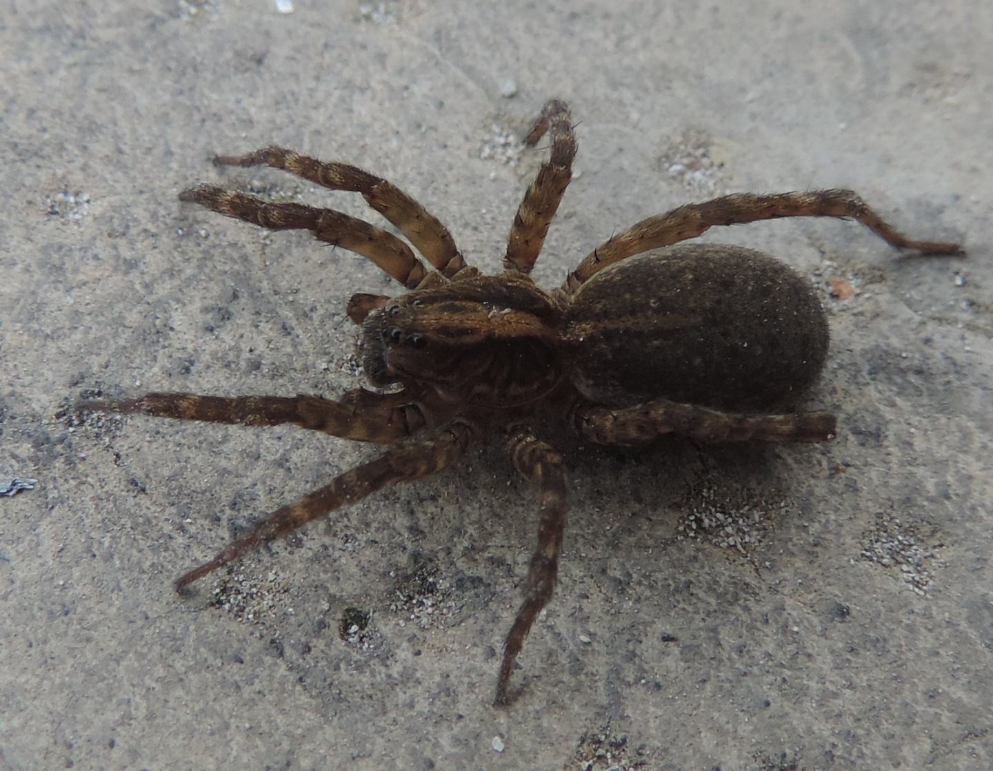 Trochosa sp. - Magliano Alfieri (CN)