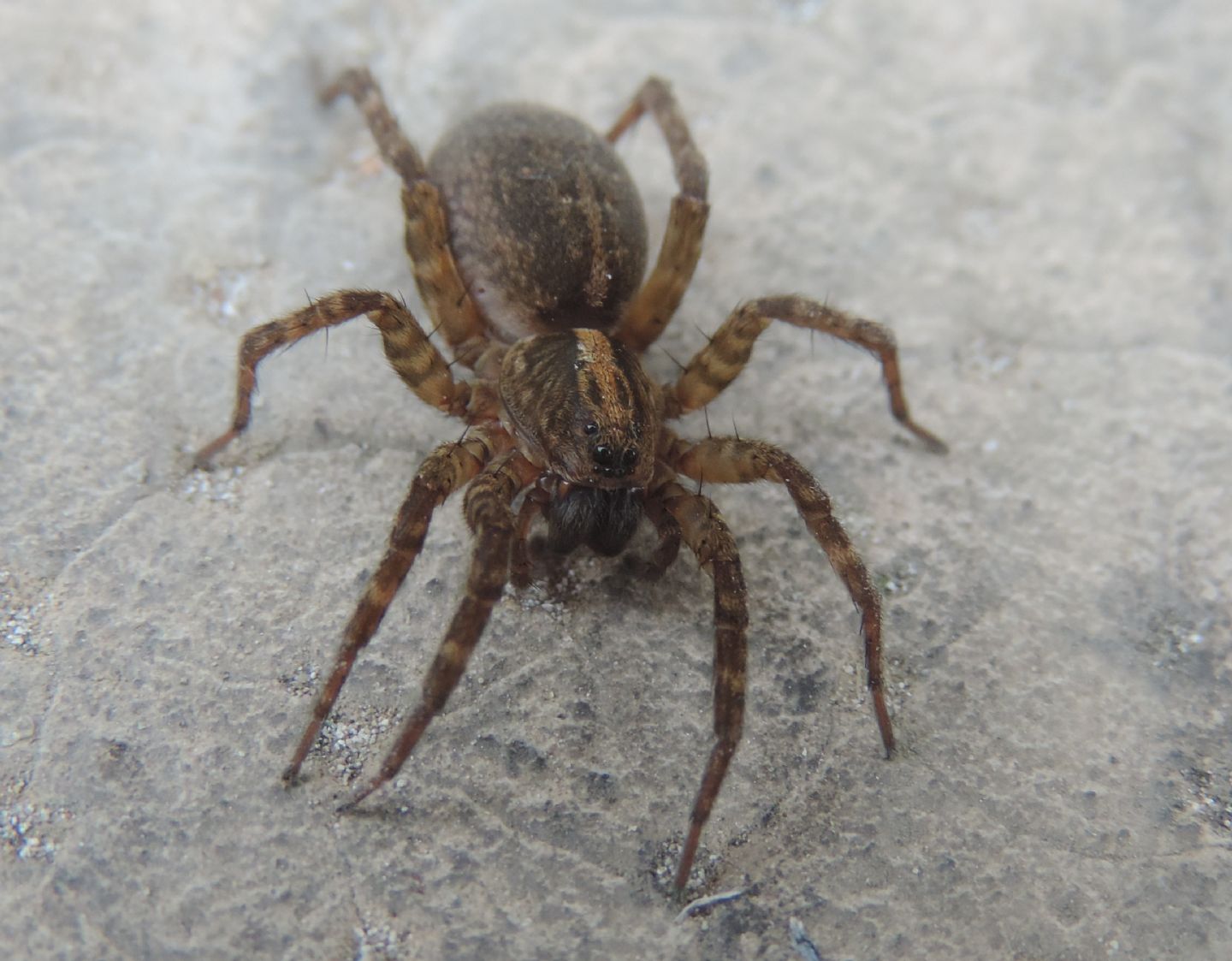 Trochosa sp. - Magliano Alfieri (CN)
