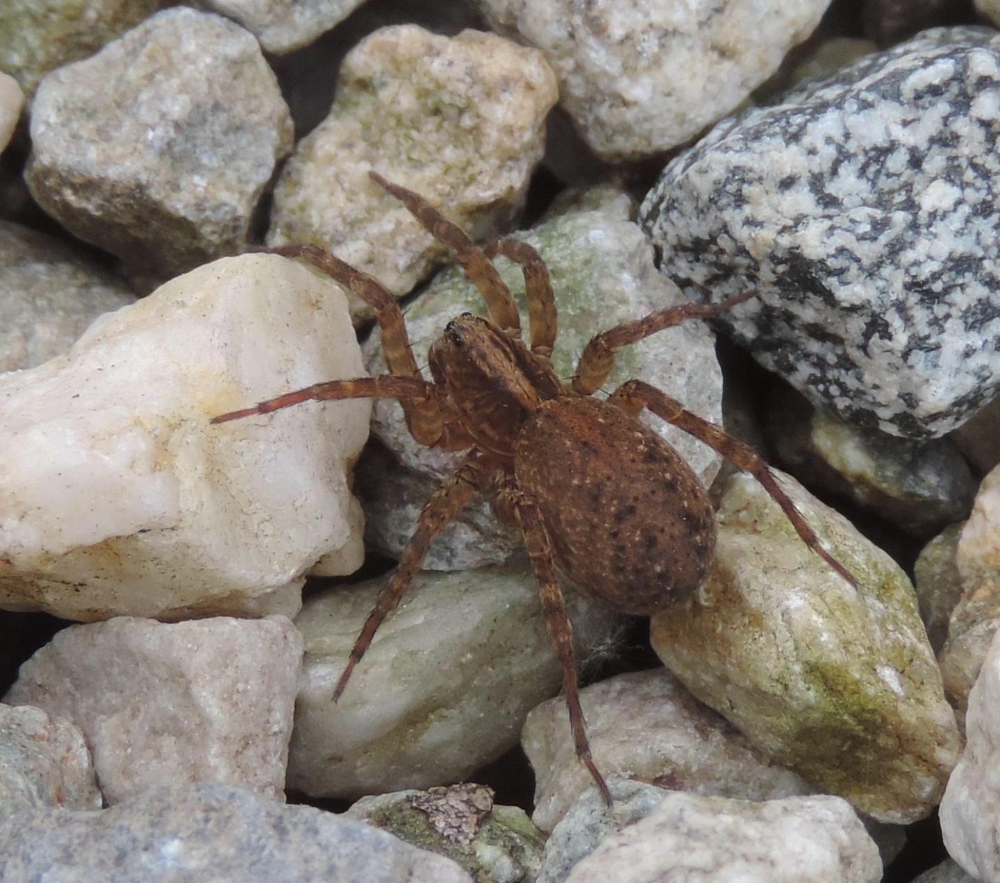 Trochosa sp. - Magliano Alfieri (CN)