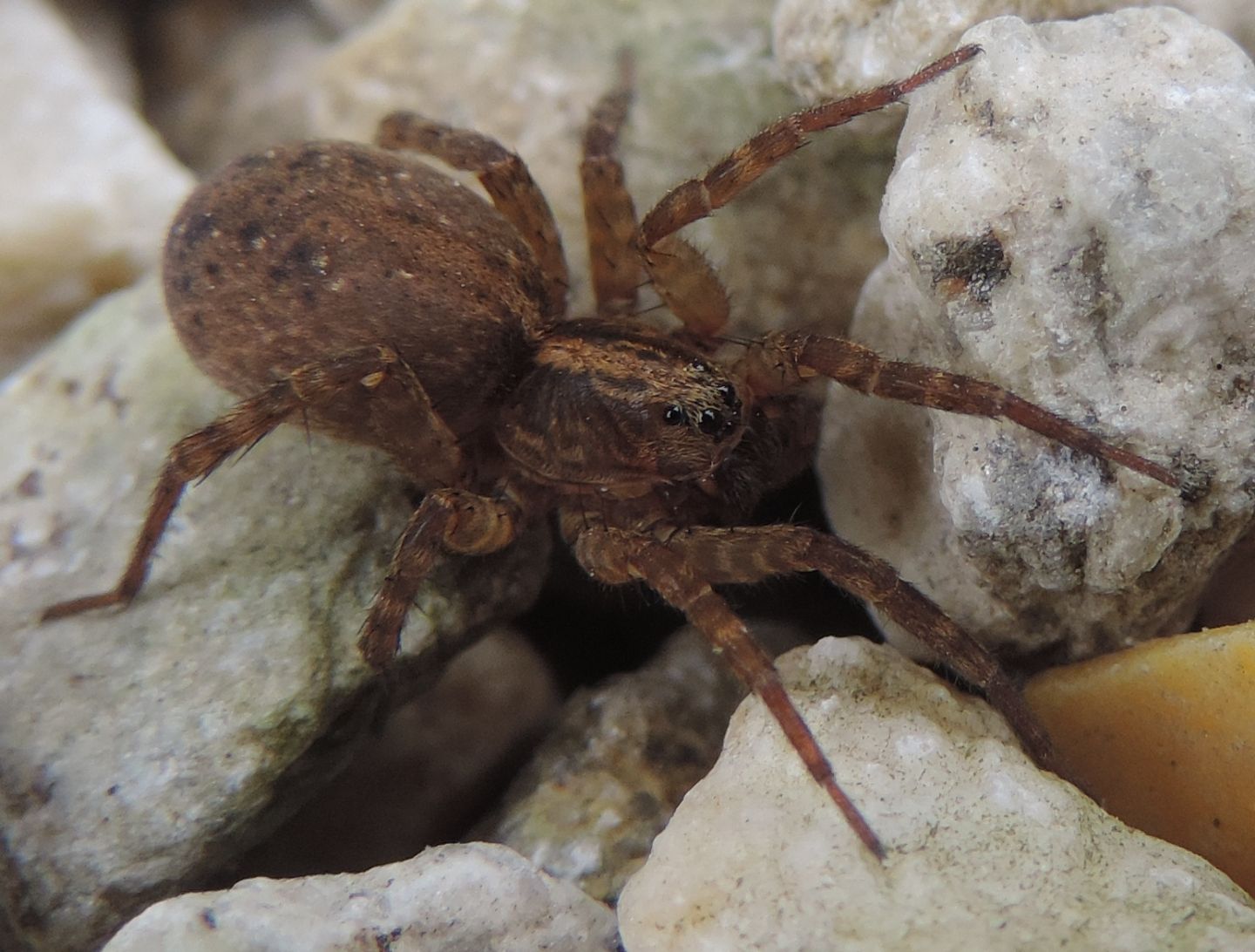 Trochosa sp. - Magliano Alfieri (CN)