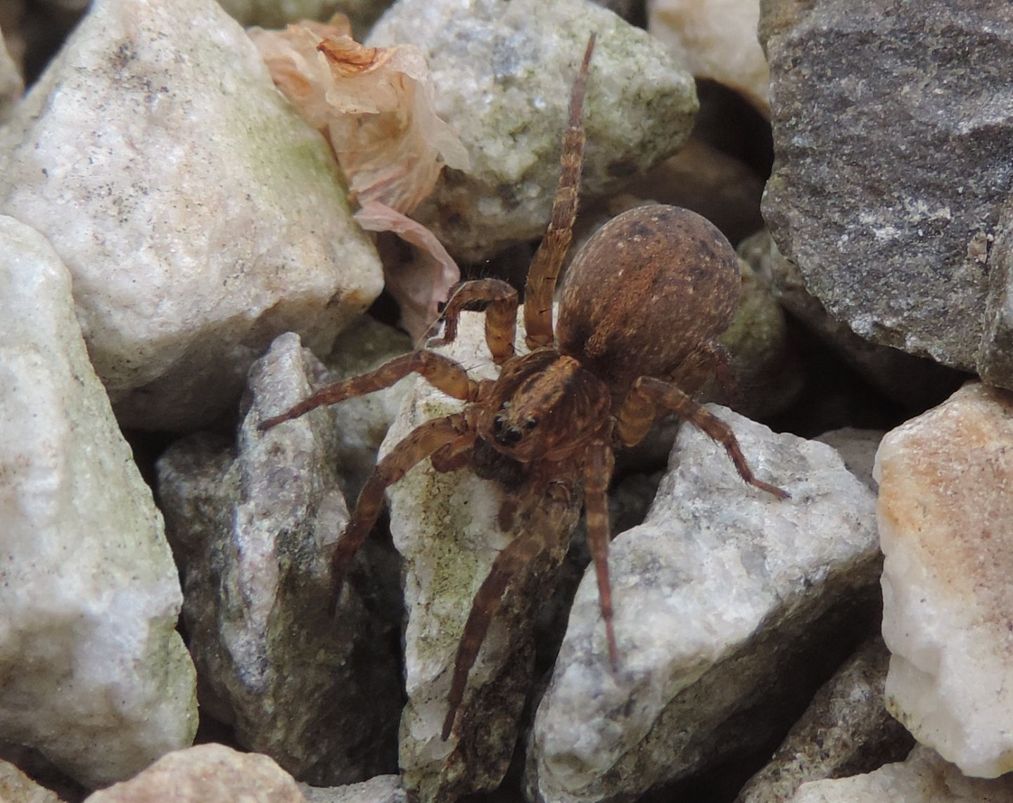 Trochosa sp. - Magliano Alfieri (CN)