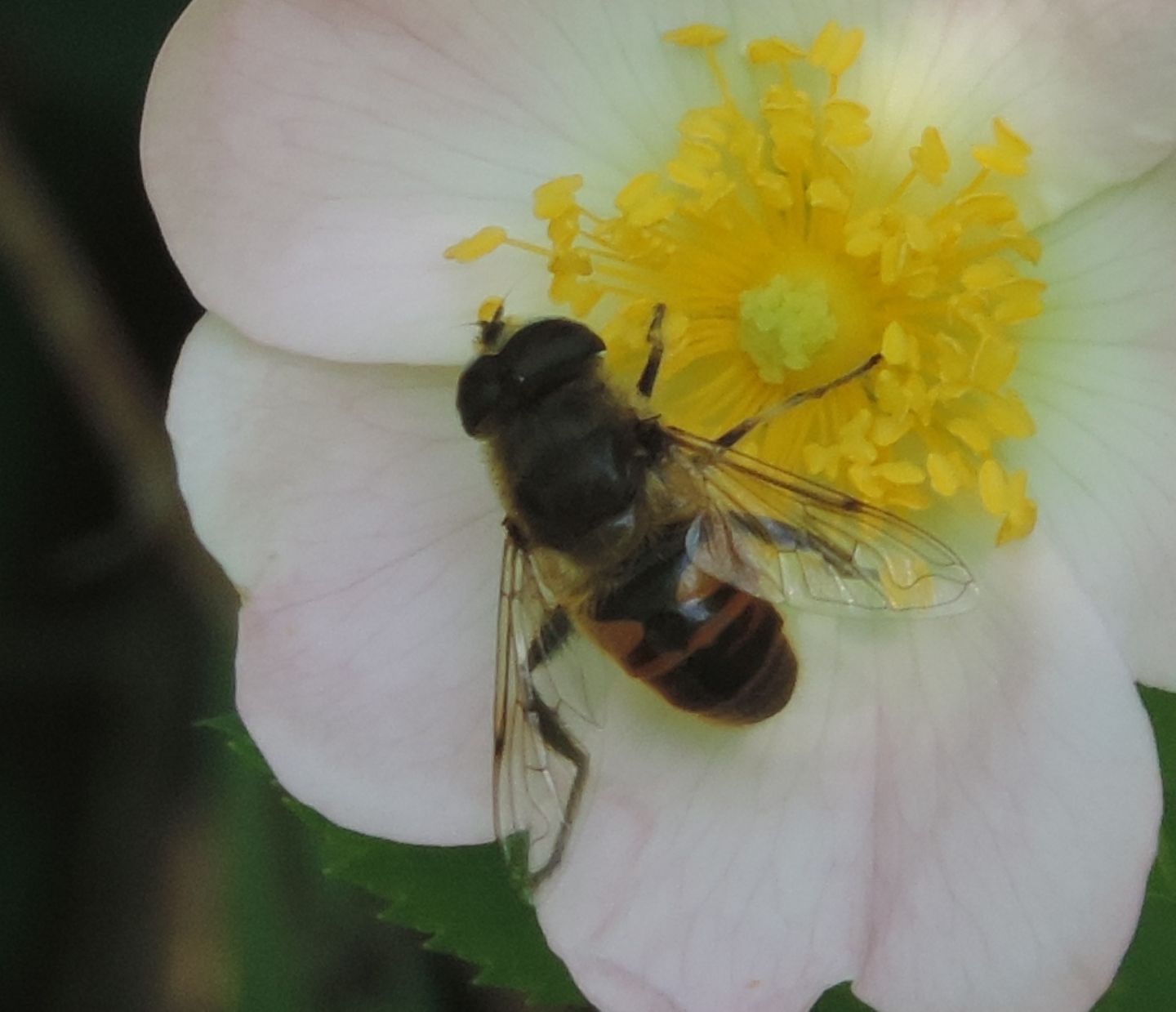 Ancora Eristalis?