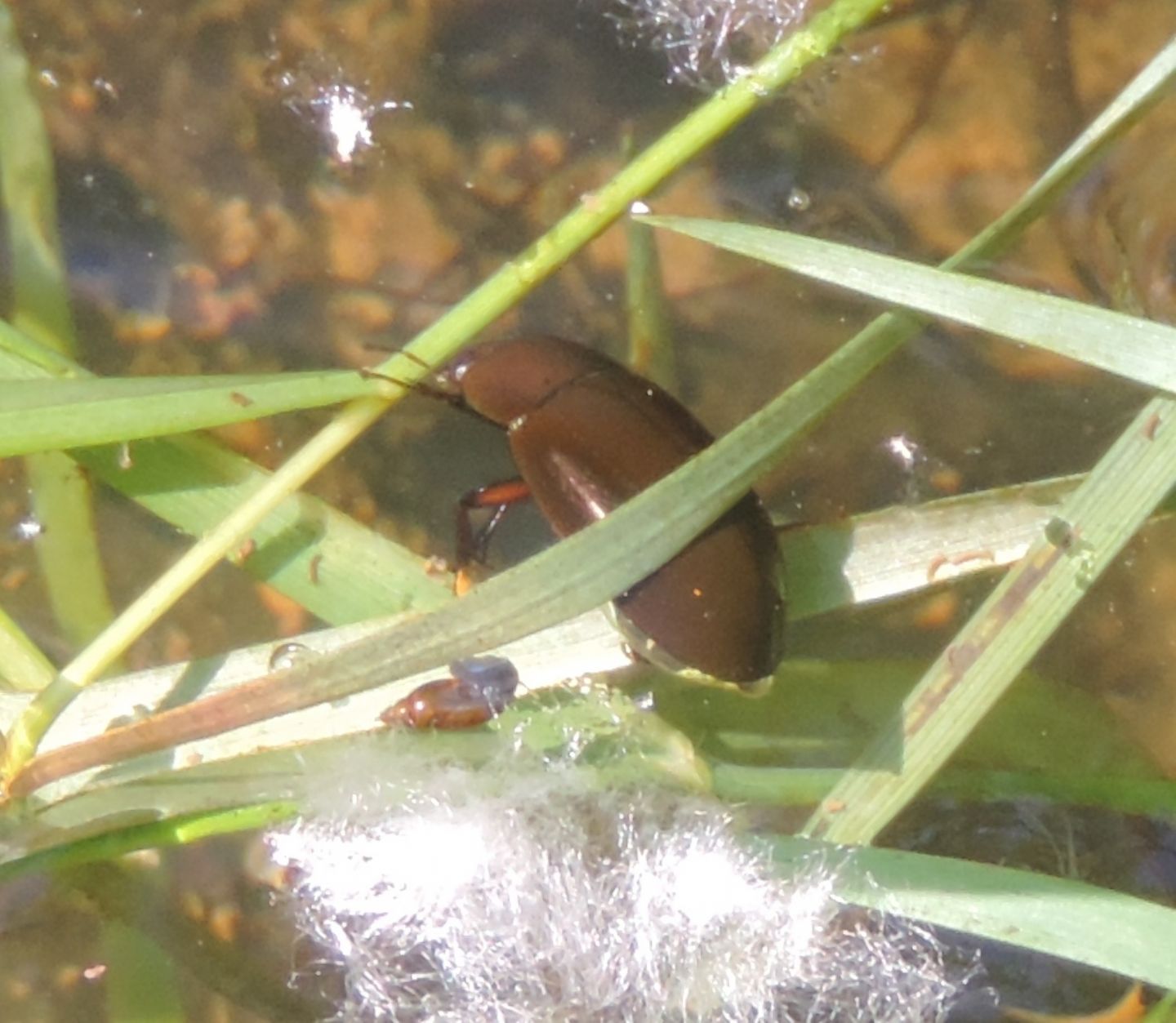 Hydrochara caraboides? Hydrochara flavipes, Hydrophilidae