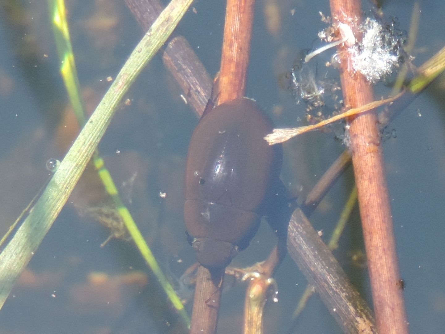 Hydrochara caraboides? Hydrochara flavipes, Hydrophilidae