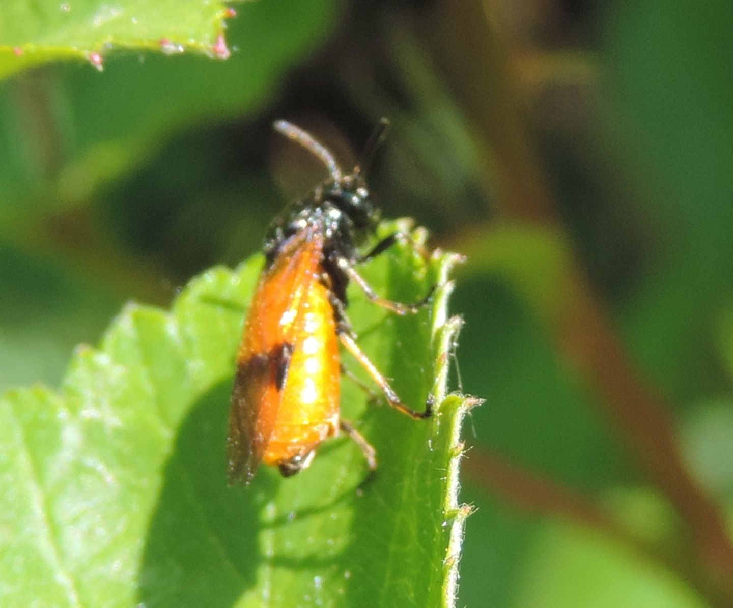 Arge cyanocrocea