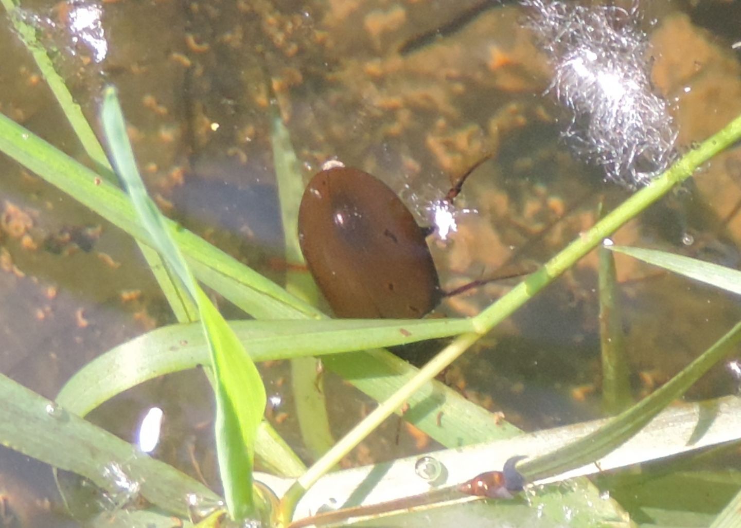 Hydrochara caraboides? Hydrochara flavipes, Hydrophilidae