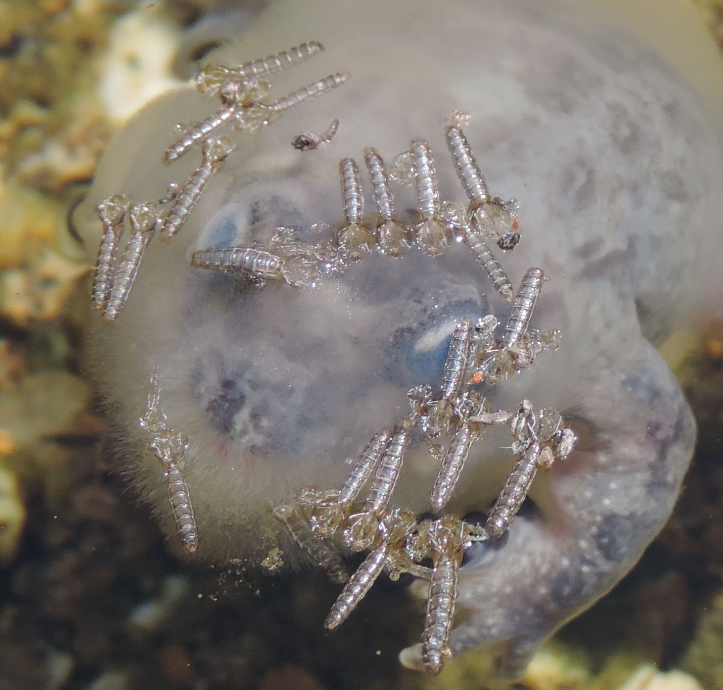 Exuviae di pupe di ditteri nematoceri