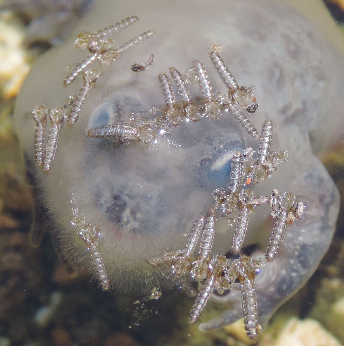 Exuviae di pupe di ditteri nematoceri