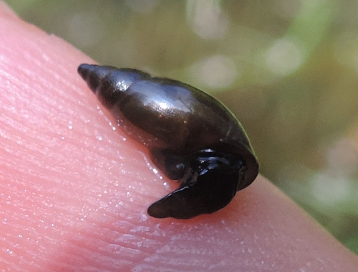 Galba truncatula?
