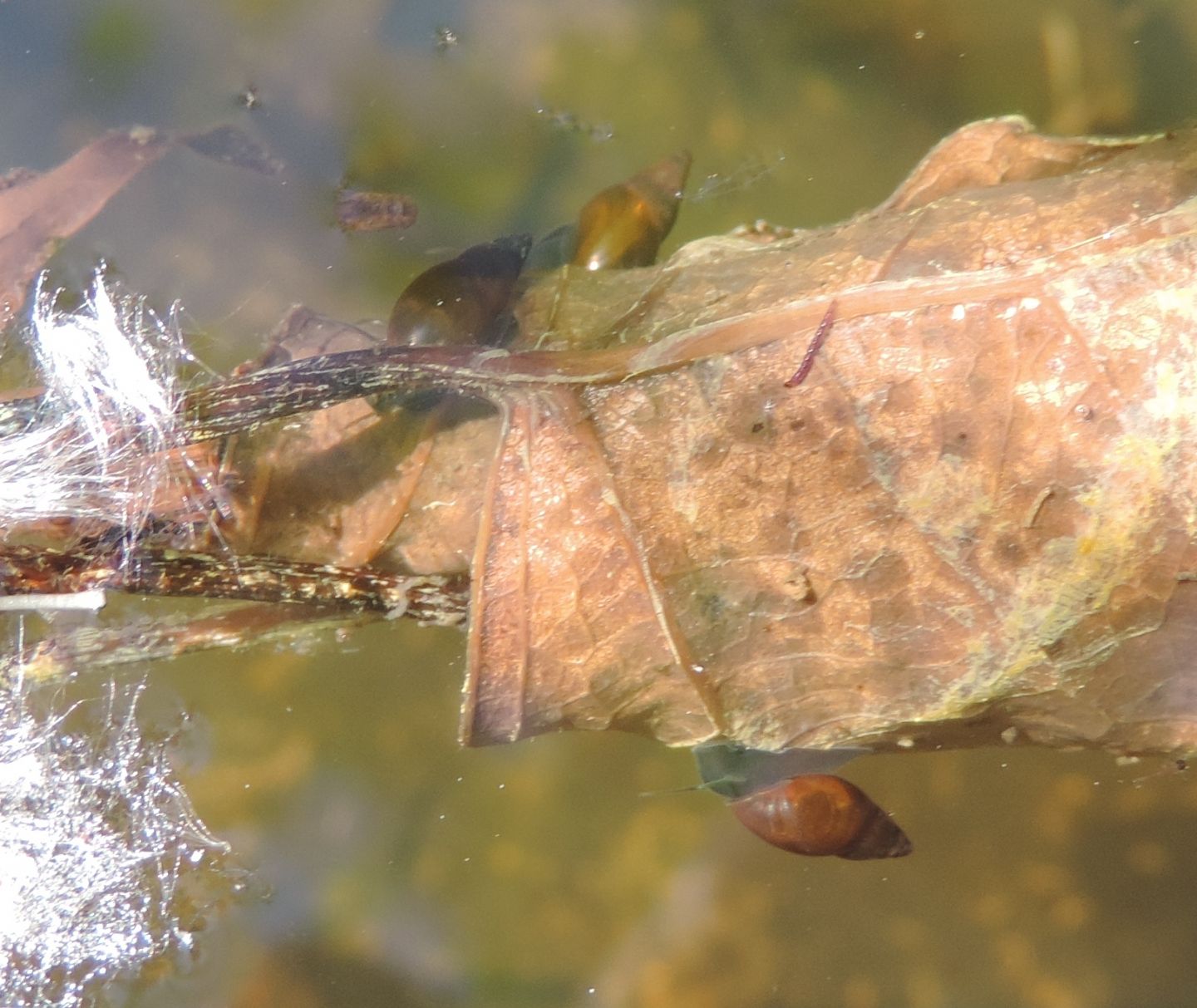 Galba truncatula?