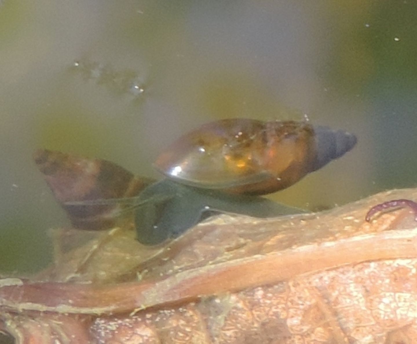 Galba truncatula?