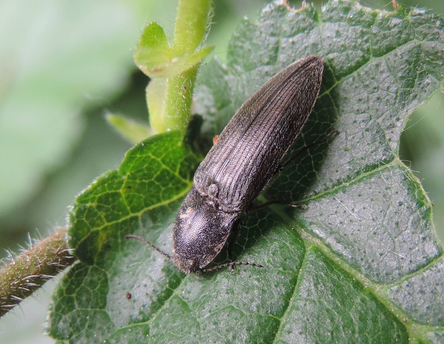 Elateride cfr. Cidnopus pilosus
