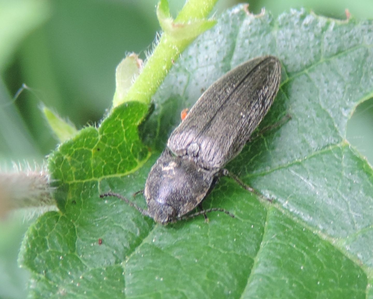 Elateride cfr. Cidnopus pilosus