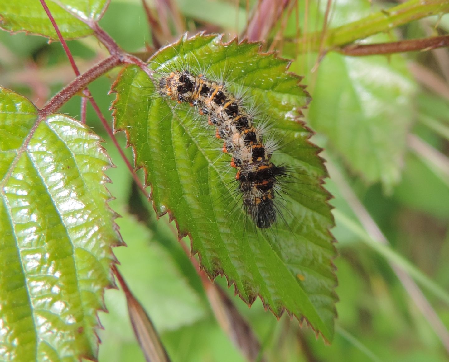 Bruco da identificare - Acronicta (Viminia) rumicis