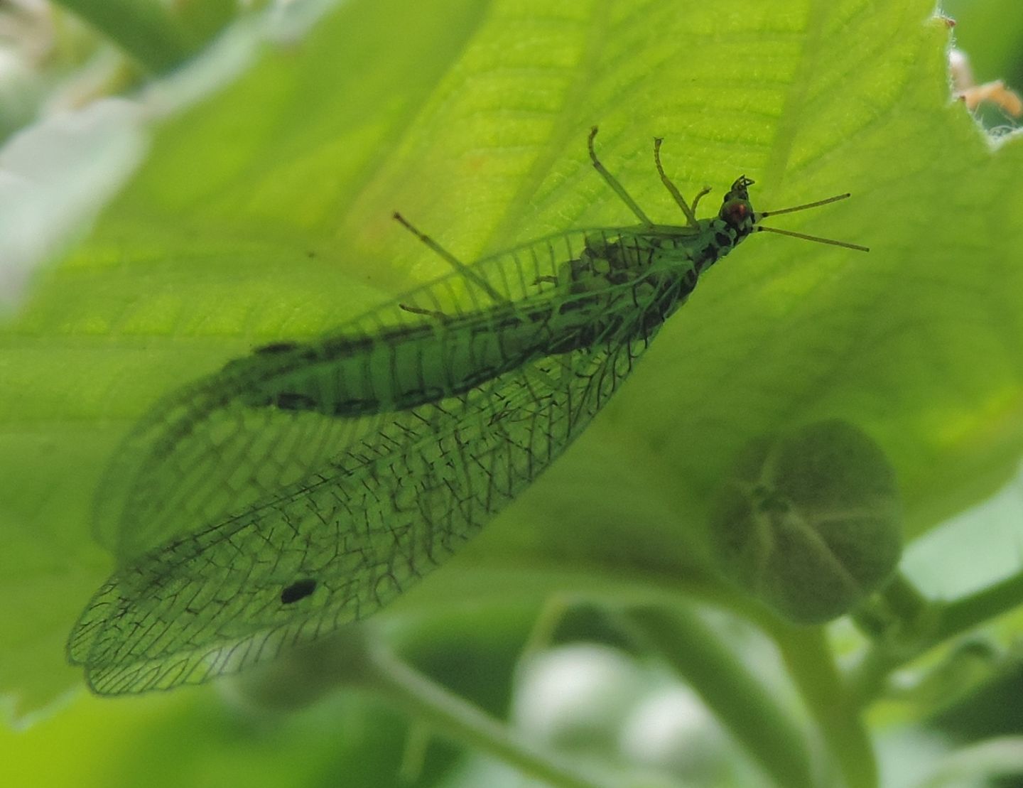 Chrysopidae da identificare :  Chrysopa perla