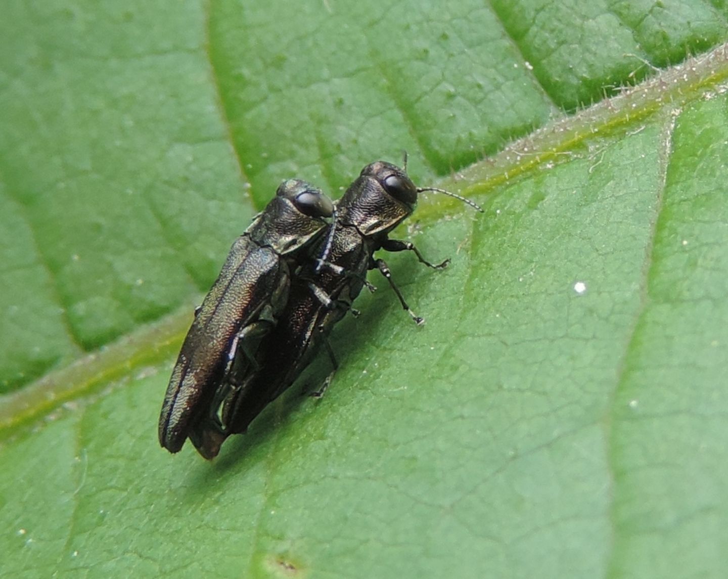 Coppia di Agrilus cfr. derasofasciatus  (Buprestidae)