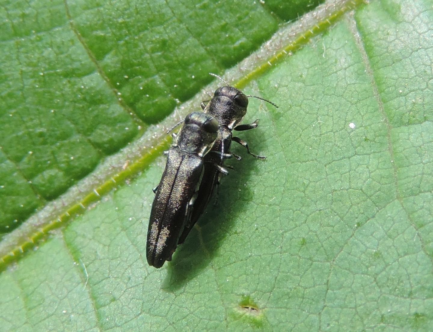 Coppia di Agrilus cfr. derasofasciatus  (Buprestidae)