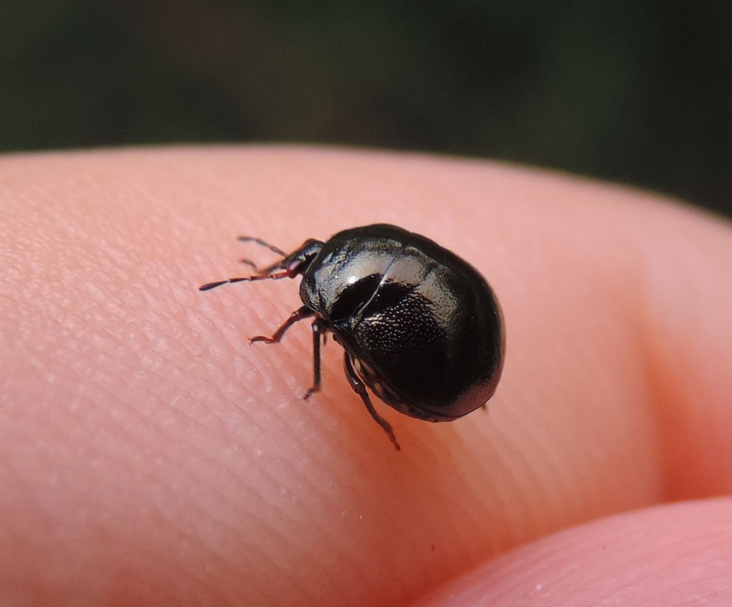 Coptosoma scutellatum?
