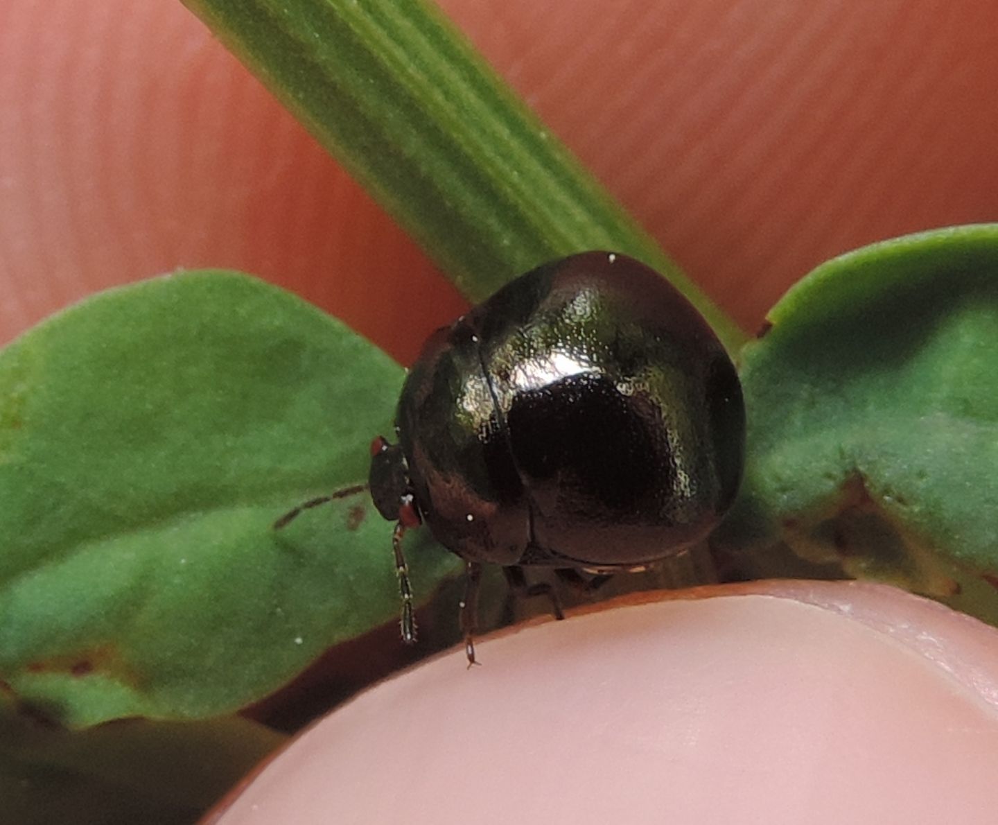 Coptosoma scutellatum?