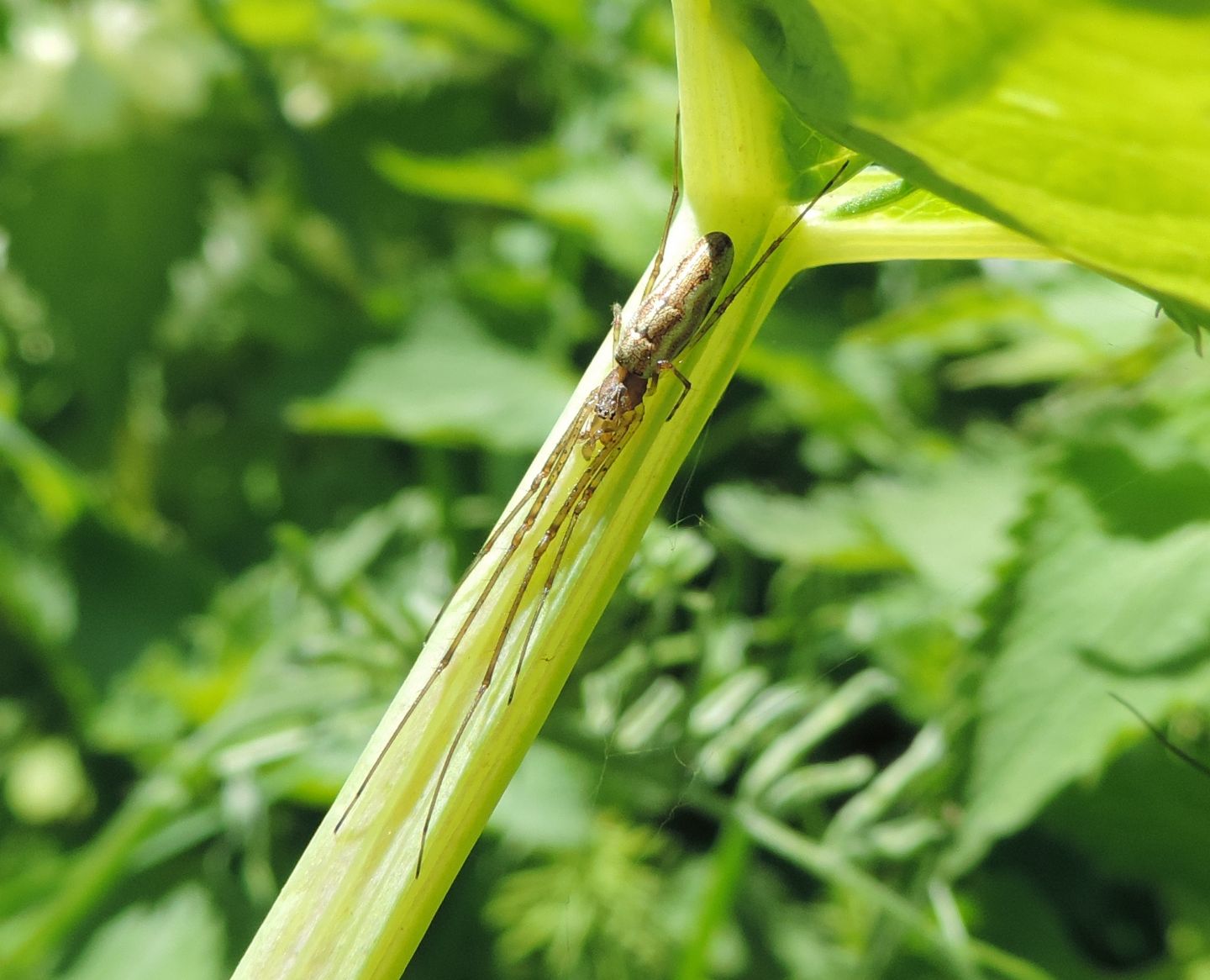 Tetragnatha sp. - Estonia occidentale