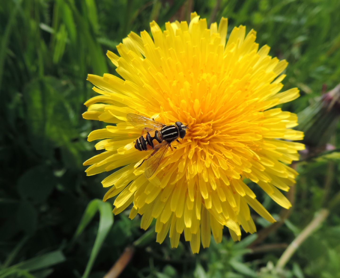 Helpohilus pendulus (Syrphidae)