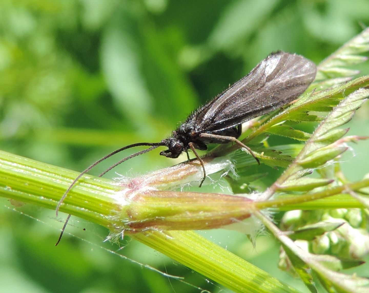 Tricottero estone,  probabile Sericostomatidae