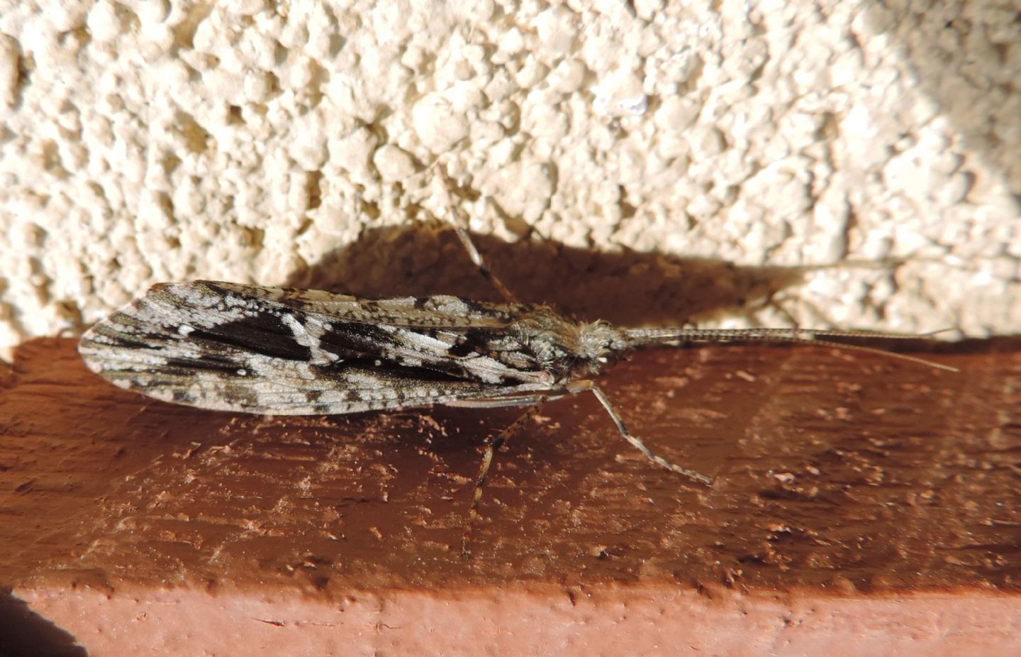 Tricottero Phryganeidae dell''Estonia