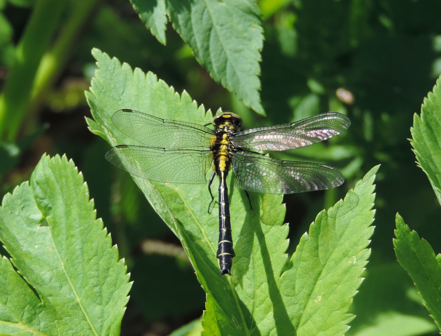 Libellula estone 1 - Gomphus vulgatissimus