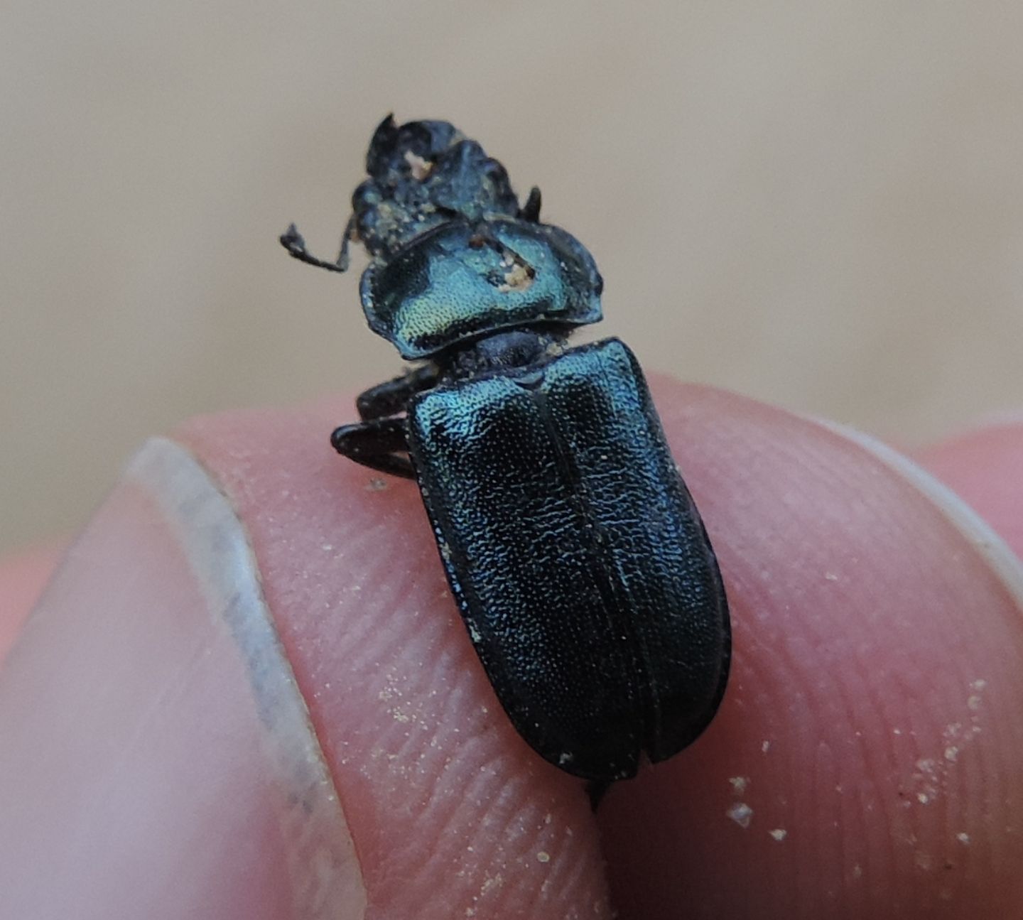 Platycerus caraboides, Lucanidae dell''Estonia