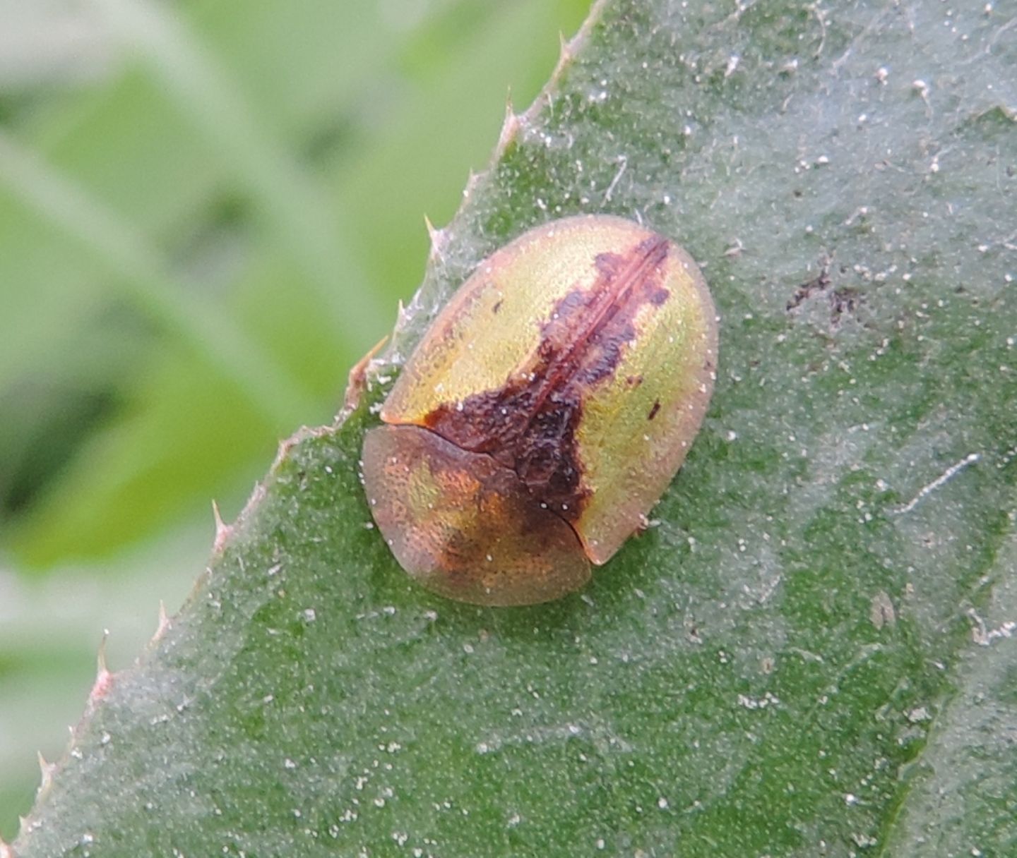 Cassida vibex (Chrysomelidae)  dell''Estonia