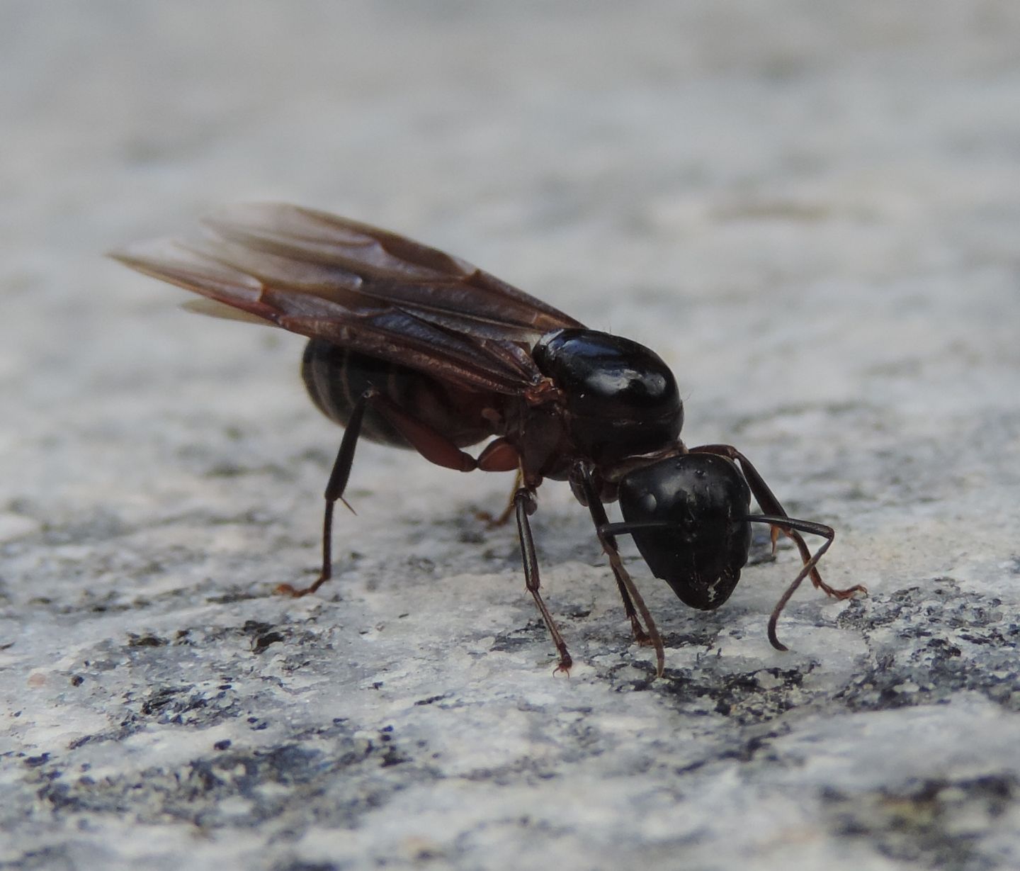 Camponotus ligniperda, regina