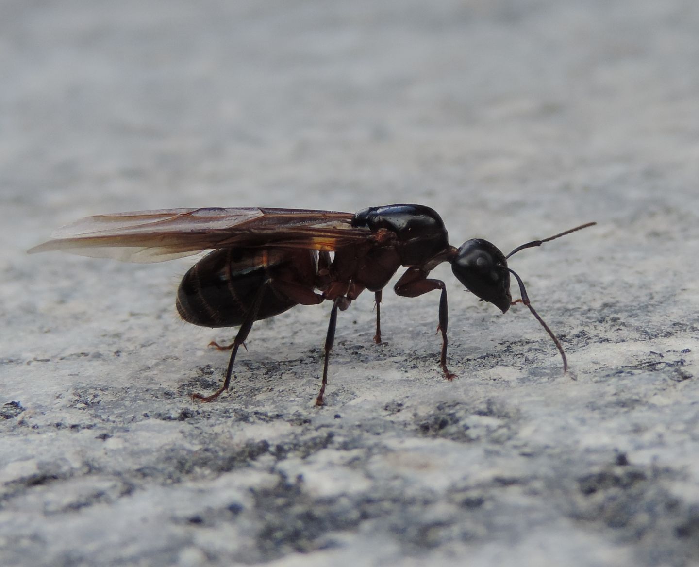 Camponotus ligniperda, regina