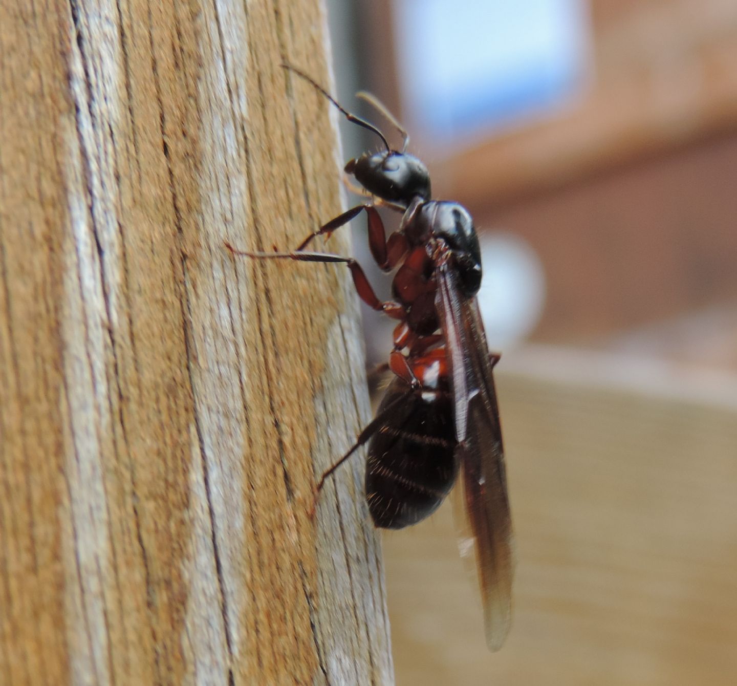 Camponotus ligniperda, regina