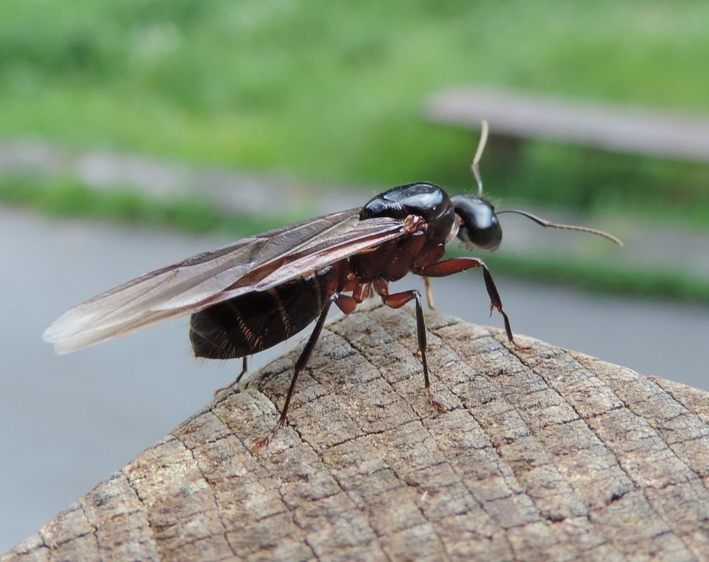 Camponotus ligniperda, regina