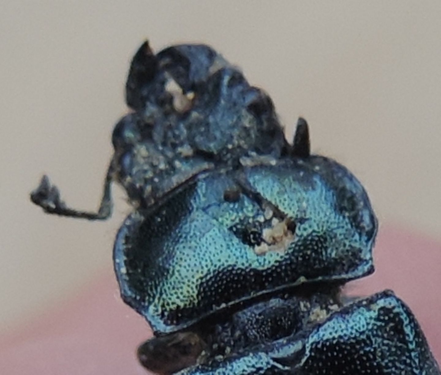 Platycerus caraboides, Lucanidae dell''Estonia