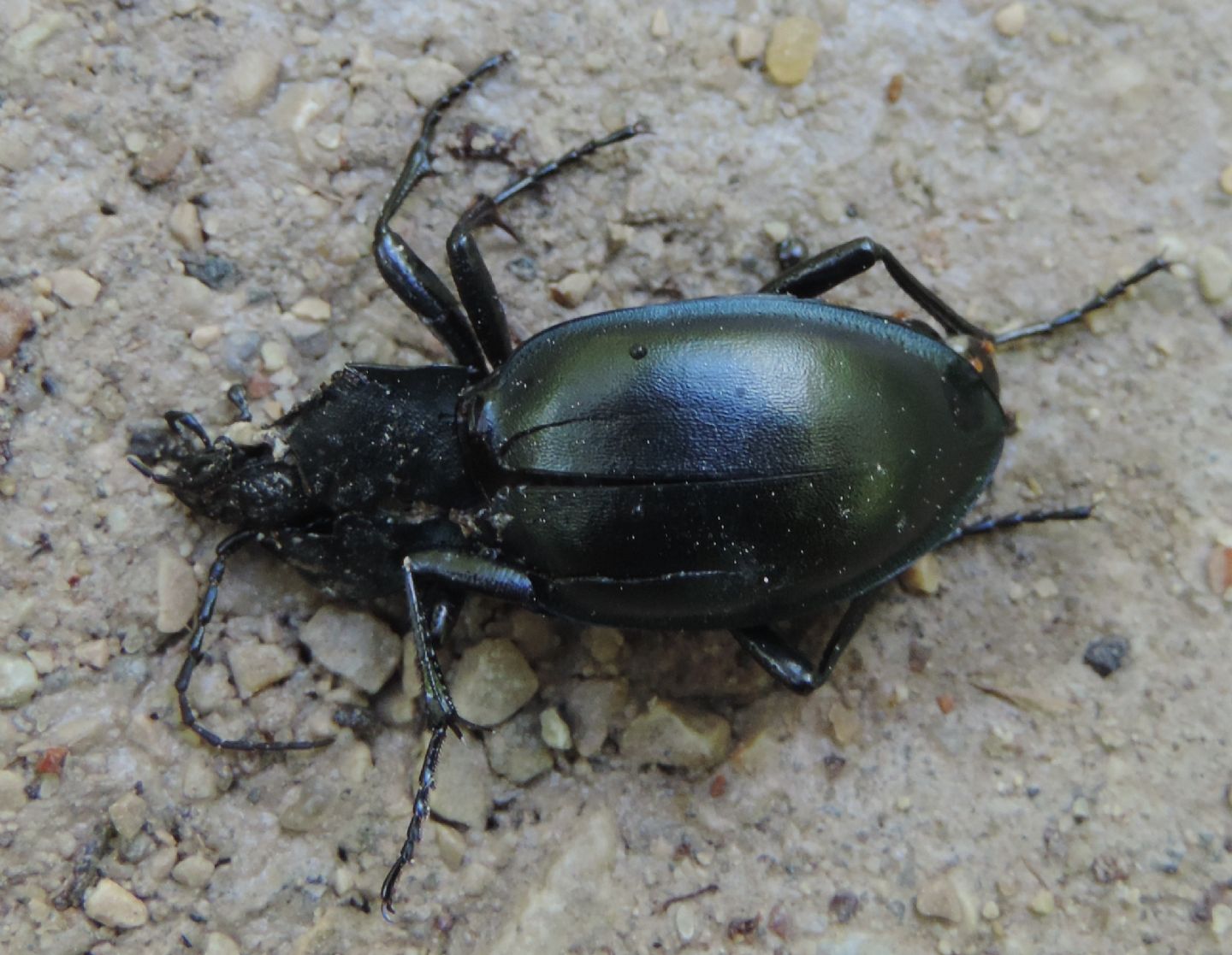 Carabus glabratus  dell''Estonia