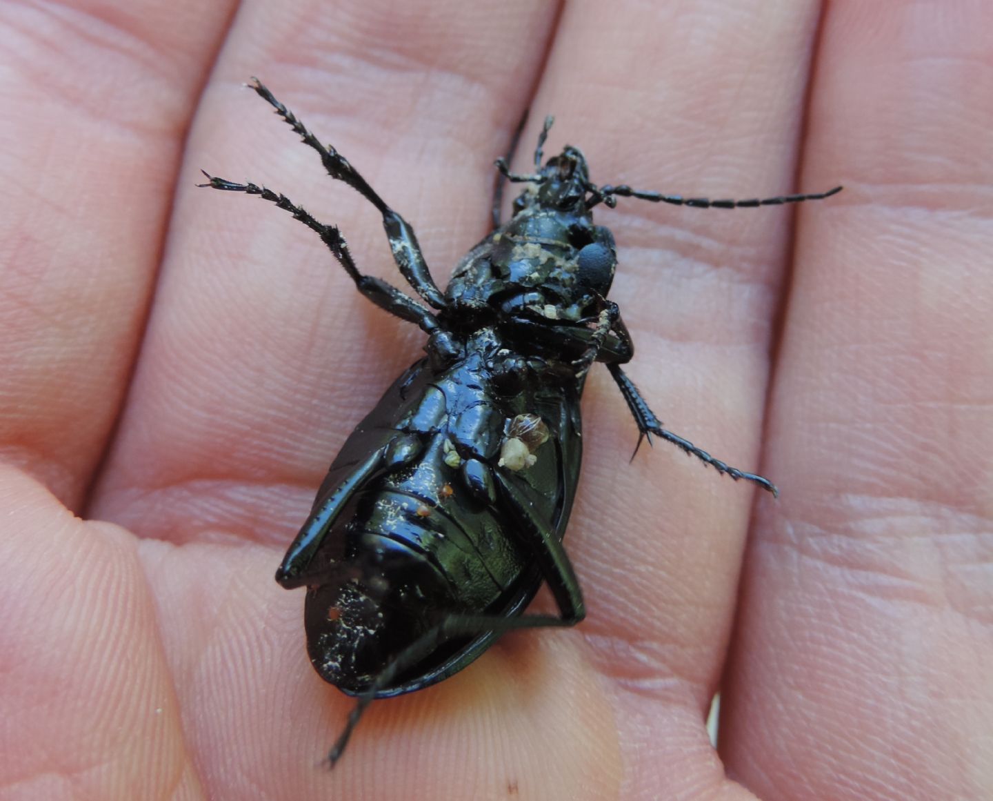 Carabus glabratus  dell''Estonia