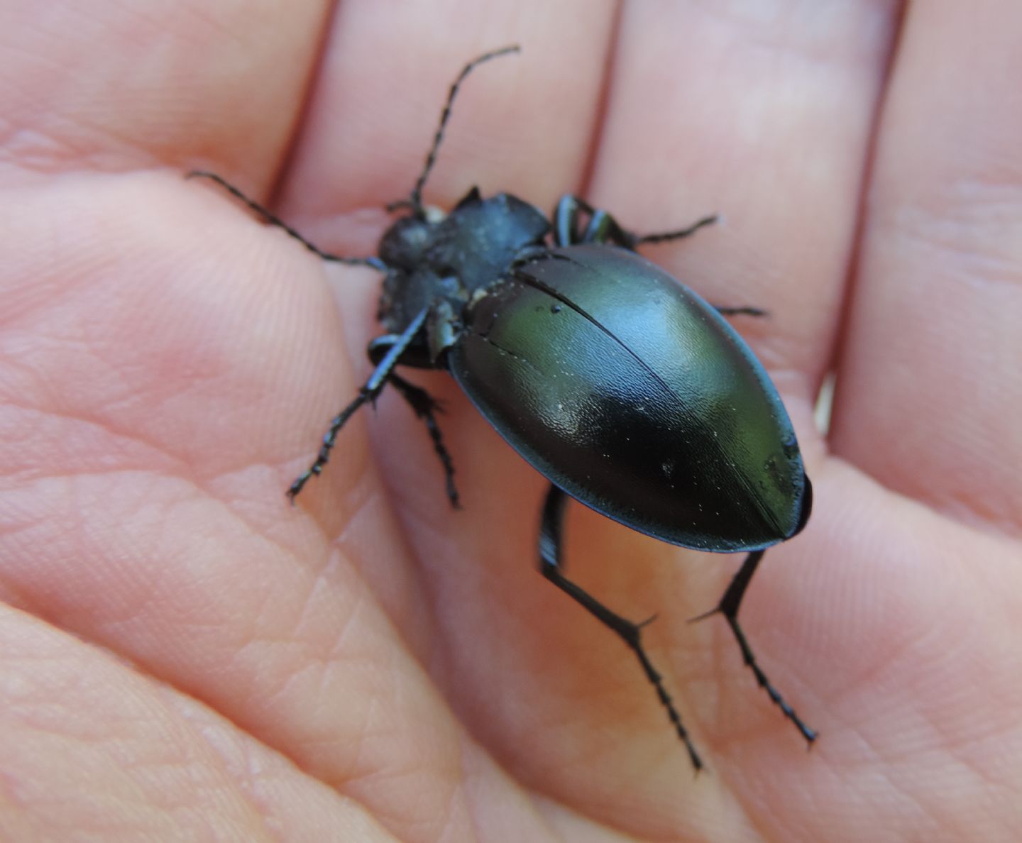 Carabus glabratus  dell''Estonia