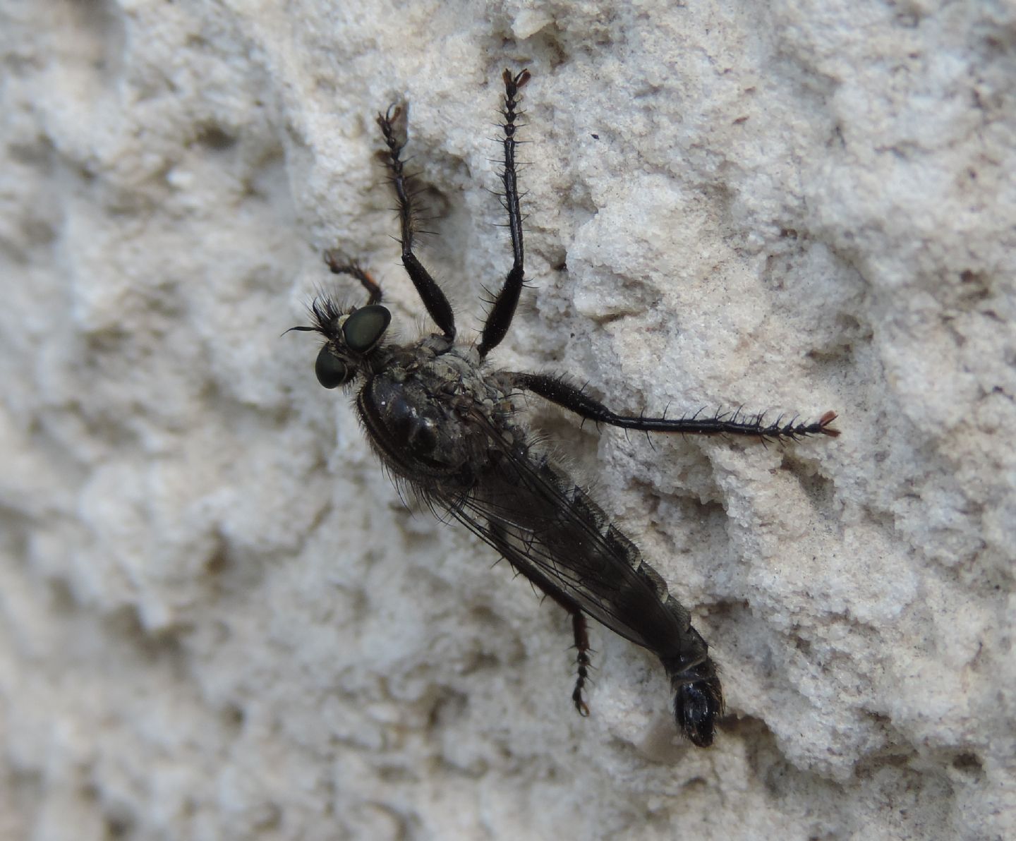 Asilidae: cfr. Machimus sp.