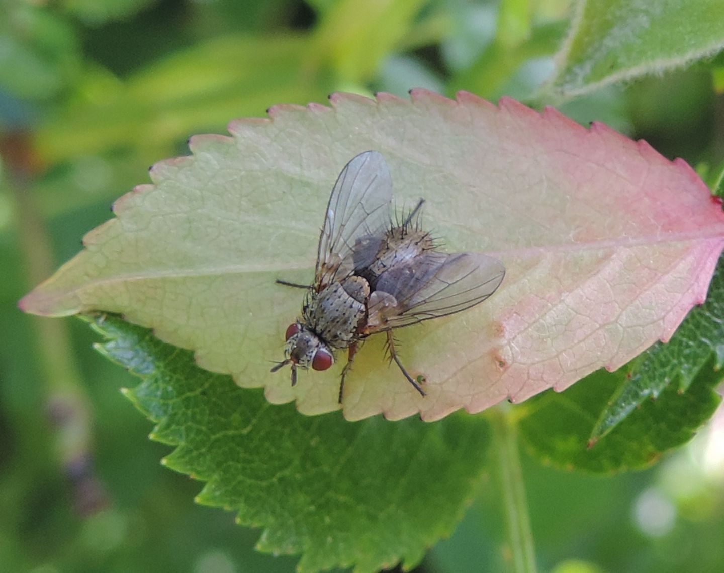 Piccolo Tachinidae?  S,  Ocytata pallipes
