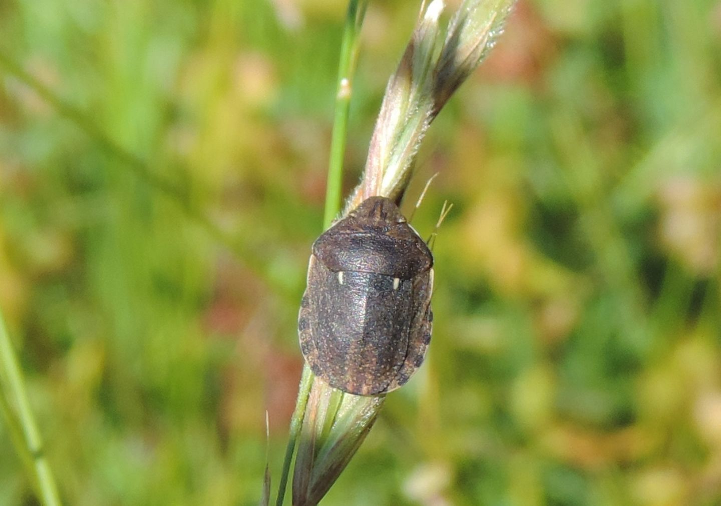 Scutelleridae:  Eurygaster maura?  S !