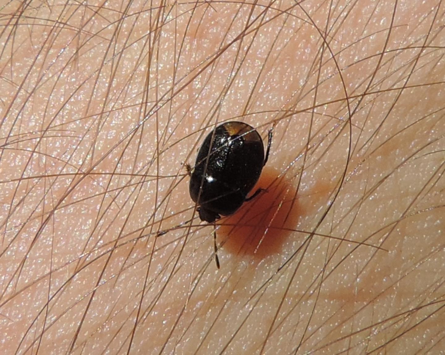 Cydnidae: Canthophorus melanopterus?   No, Legnotus limbosus