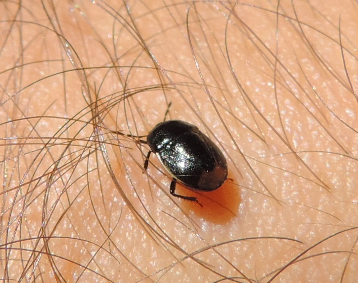 Cydnidae: Canthophorus melanopterus?   No, Legnotus limbosus