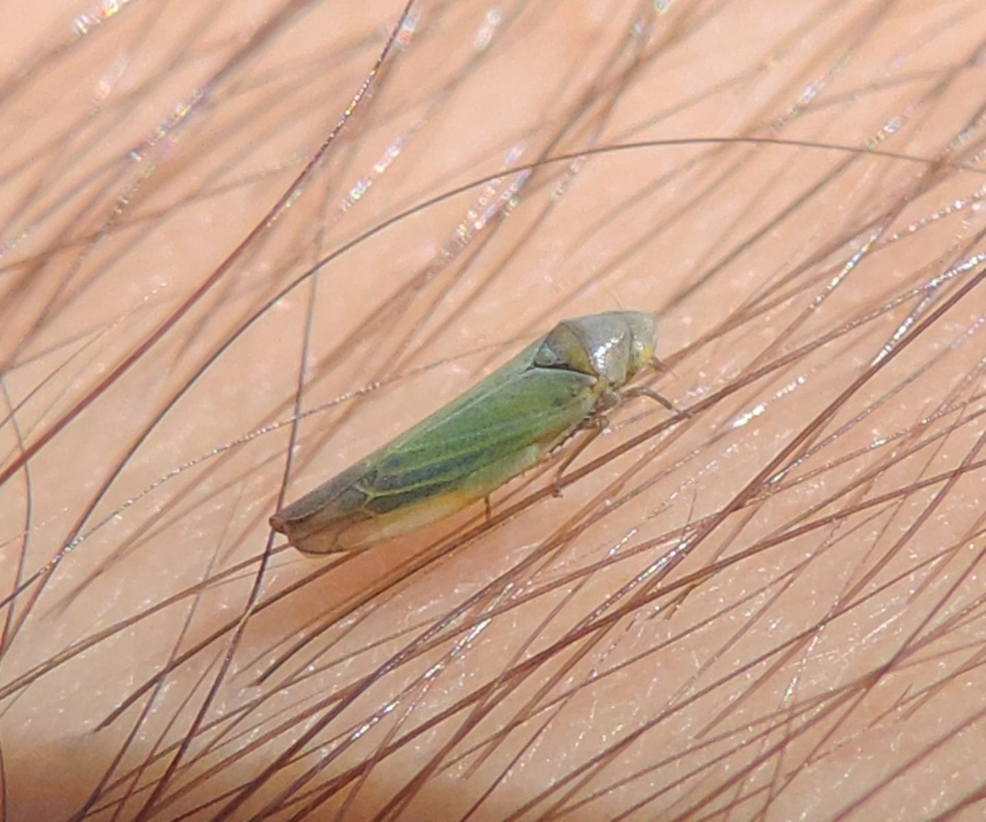 Cicadellidae Typhlocybinae:  Aguriahana (= Wagneripteryx ) germari